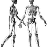 Two skeletons drawing.jpg